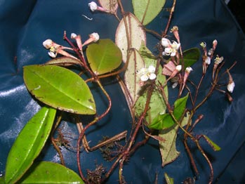 Phainantha shuariorum (Melastomataceae)